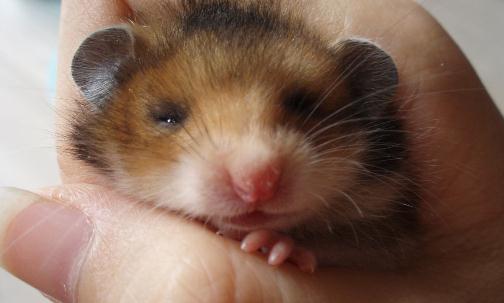 西施熊怎么養?西施熊飼養環境