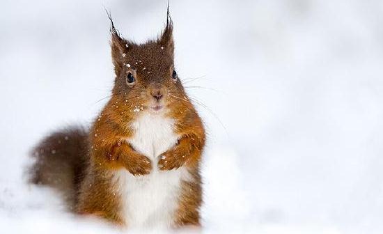 雪地松鼠的簡介-雪地松鼠怎么養(yǎng)？