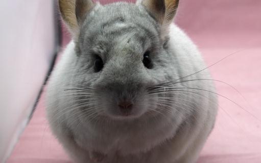 銀斑龍貓怎么養?健康銀斑龍貓的標準