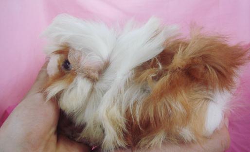 長卷毛天竺鼠的簡介-長卷毛天竺鼠的飼養(yǎng)環(huán)境