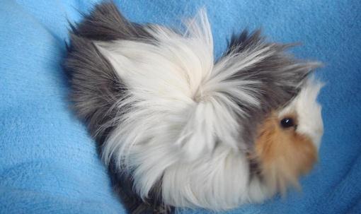 長卷毛天竺鼠怎么養？長卷毛天竺鼠飲食要點