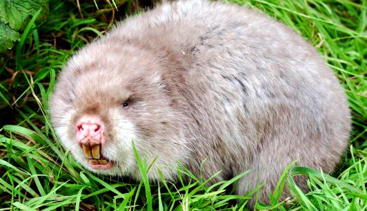 竹鼠怎么養？竹鼠的價值