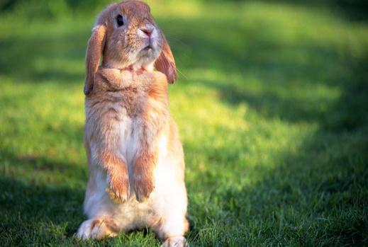 安哥拉兔的產(chǎn)地是哪里?安哥拉兔的價(jià)格