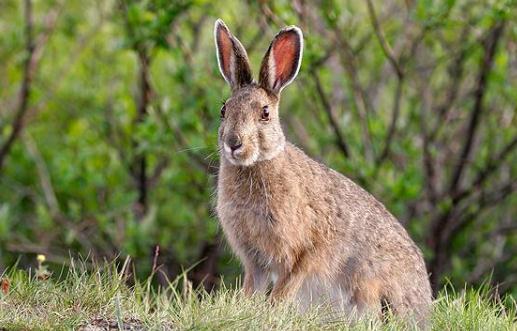 比利時兔的價格-比利時兔怎么養？