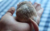 通心粉鼠的簡介-通心粉鼠怎么養(yǎng)？