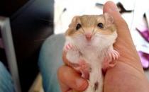 通心粉鼠的價格-通心粉鼠的外貌特征