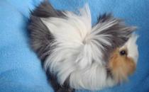 長卷毛天竺鼠怎么養？長卷毛天竺鼠飲食要點