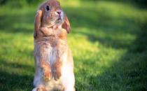 安哥拉兔的產地是哪里？安哥拉兔的價格