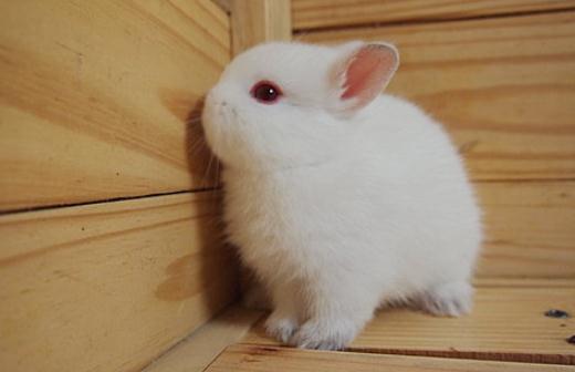 波蘭兔怎么養？波蘭兔的簡介