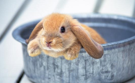 垂耳兔怎么養？垂耳兔的產地