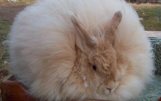 緞毛安哥拉兔的產地-緞毛安哥拉兔怎么養?
