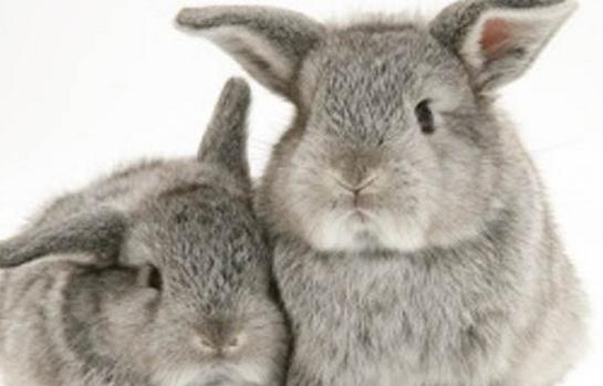 多瓦夫兔的產(chǎn)地-多瓦夫兔的價格