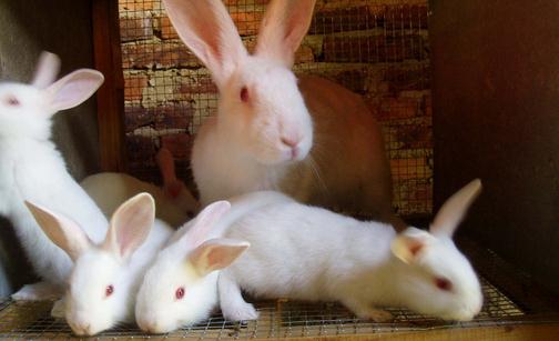 佛州白兔怎么養(yǎng)？佛州白兔簡介