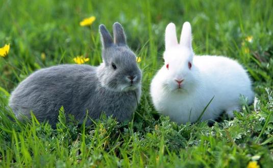 福建黃兔多少錢(qián)能買(mǎi)到？福建黃兔的簡(jiǎn)介