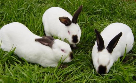 公羊兔怎么養？公羊兔的產地是哪里？