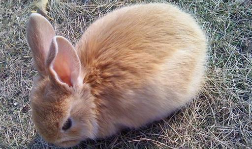 公主兔的簡介-公主兔是什么？