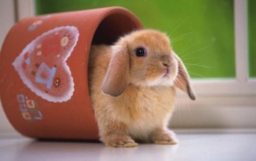 公主兔怎么養？公主兔的飼養方法