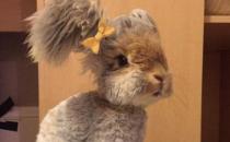 草泥兔是什么？草泥兔怎么養？