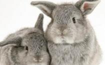 多瓦夫兔的產地-多瓦夫兔的價格