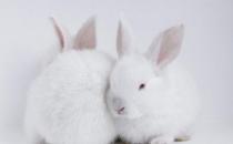 哈爾濱大白兔怎么養？哈白兔的養殖方法