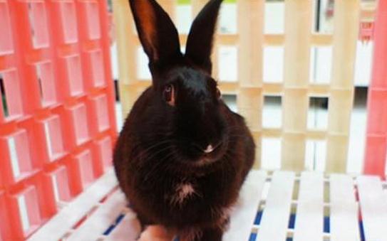 哈瓦那兔如何護理？哈瓦那兔怎么斷奶？