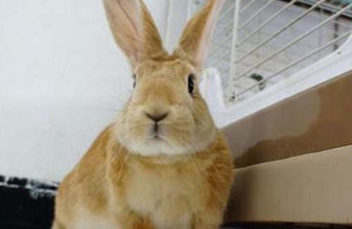 忌廉兔怎么養(yǎng)?忌廉兔的產(chǎn)地