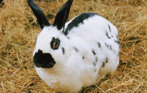 加利福尼亞兔產自哪里？