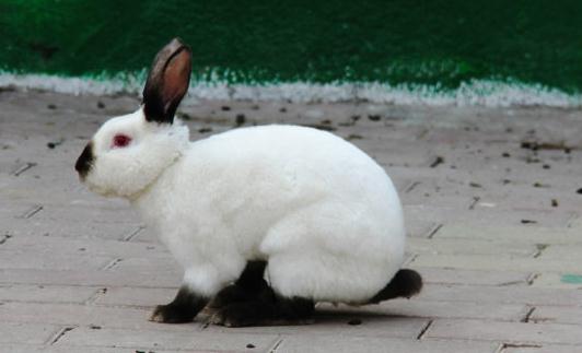 加利福尼亞兔怎么養(yǎng)？加利福尼亞兔養(yǎng)殖方法