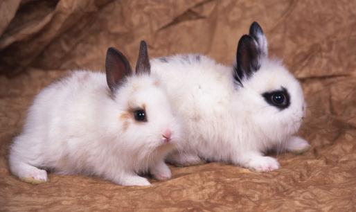 家兔怎么養？家兔吃什么？