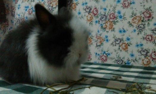 潔西伍莉怎么養?潔西伍莉的養殖方法