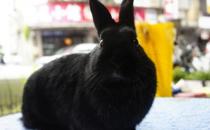 哈瓦那兔的簡(jiǎn)介-哈瓦那兔是什么？