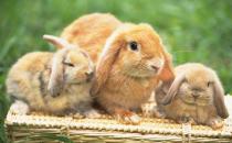 荷蘭垂耳兔的價格-荷蘭垂耳兔多少錢能買到？