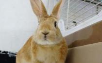 忌廉兔怎么養(yǎng)？忌廉兔的產(chǎn)地