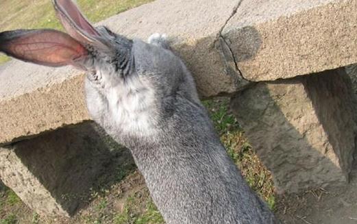 金吉拉兔的產地-金吉拉兔有哪些品種?