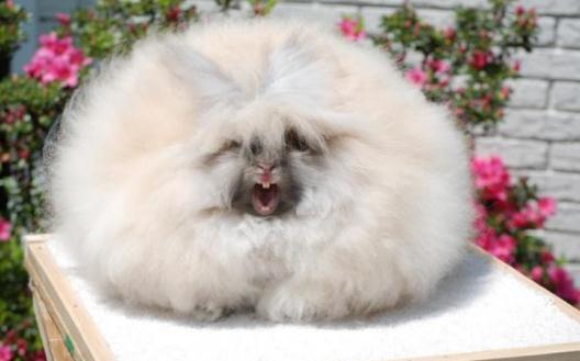 巨型安哥拉兔的價格是多少？