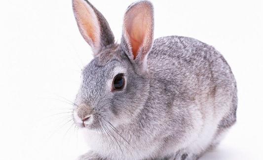 巨型格仔兔怎么養(yǎng)？巨型格仔兔養(yǎng)殖方法