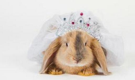 巨型花明兔的簡介-巨型花明兔是什么兔子?