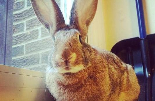 巨型花明兔的產(chǎn)地-巨型花明兔產(chǎn)自哪里?