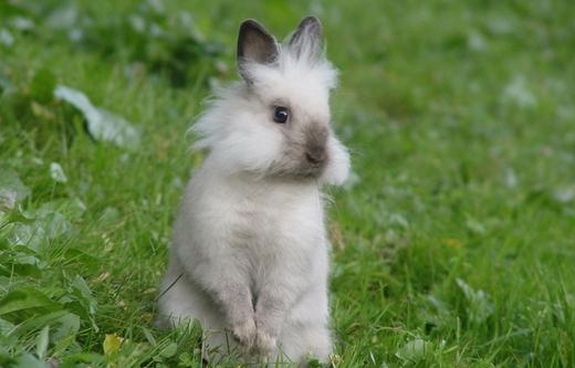 巨型金吉拉兔的簡介-巨型金吉拉兔是什么？