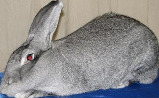 巨型金吉拉兔有什么特征？