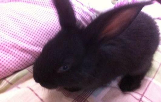 蓮山黑兔能喝水嗎？蓮山黑兔的喂食