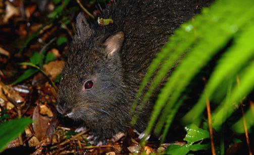 琉球兔的形態特征有哪些？