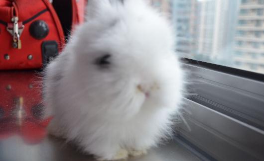 貓貓兔的產地-貓貓兔如何喂養?