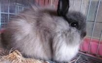 美國費斯垂耳兔多少錢能買到？