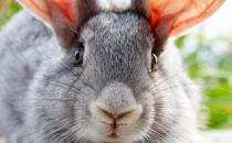 金吉拉兔的簡介-金吉拉兔是怎樣的？