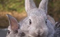 金吉拉兔怎么養？金吉拉兔的養殖方法