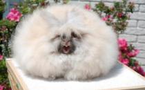 巨型安哥拉兔的價格是多少？