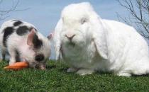 巨型格仔兔的產地-巨型格仔兔產自哪里？