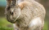 巨型花明兔價格-巨型花明兔多少錢能買到？