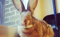 巨型花明兔的產地-巨型花明兔產自哪里？